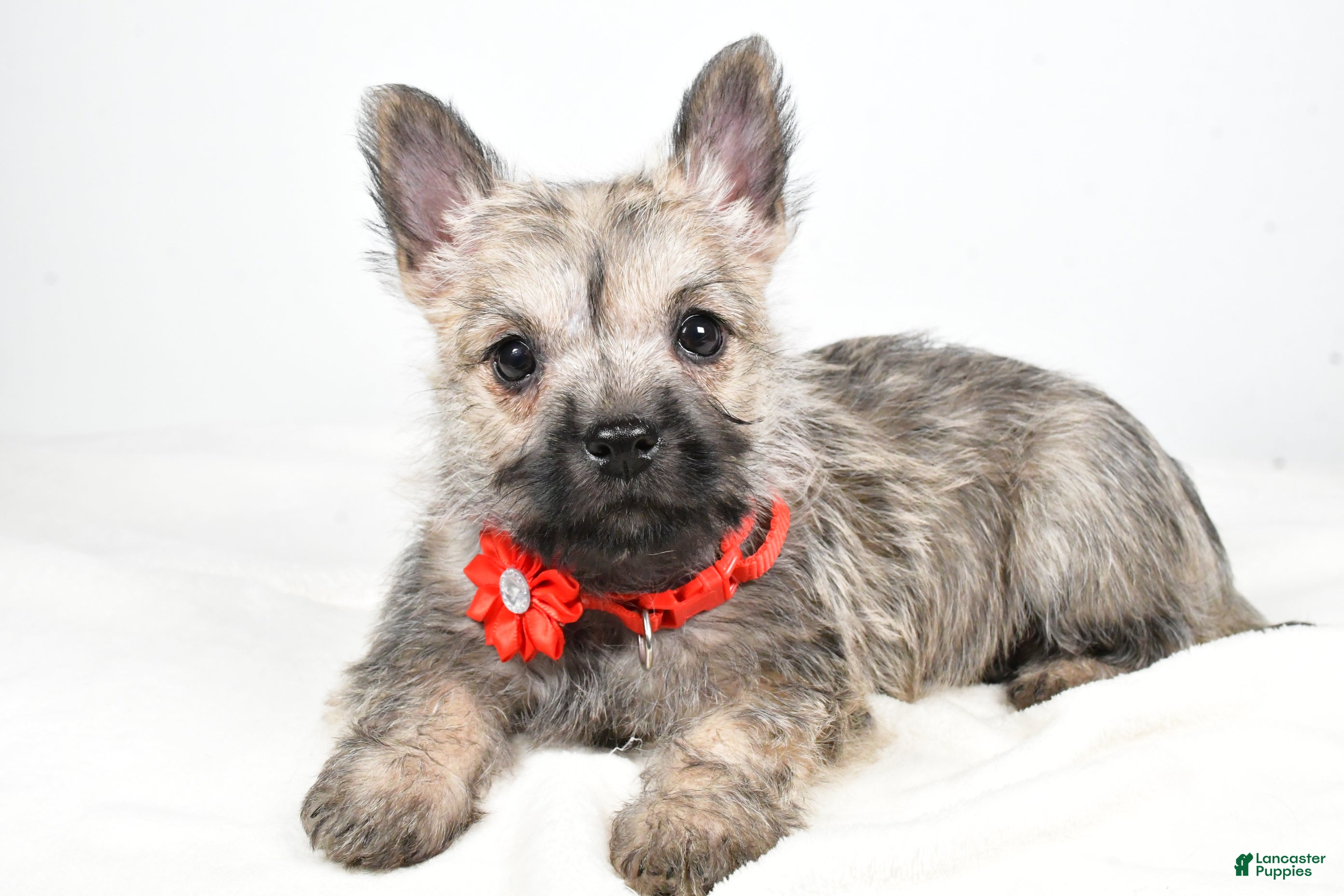 Cairn Terrier dogs Tammy - Ad 2