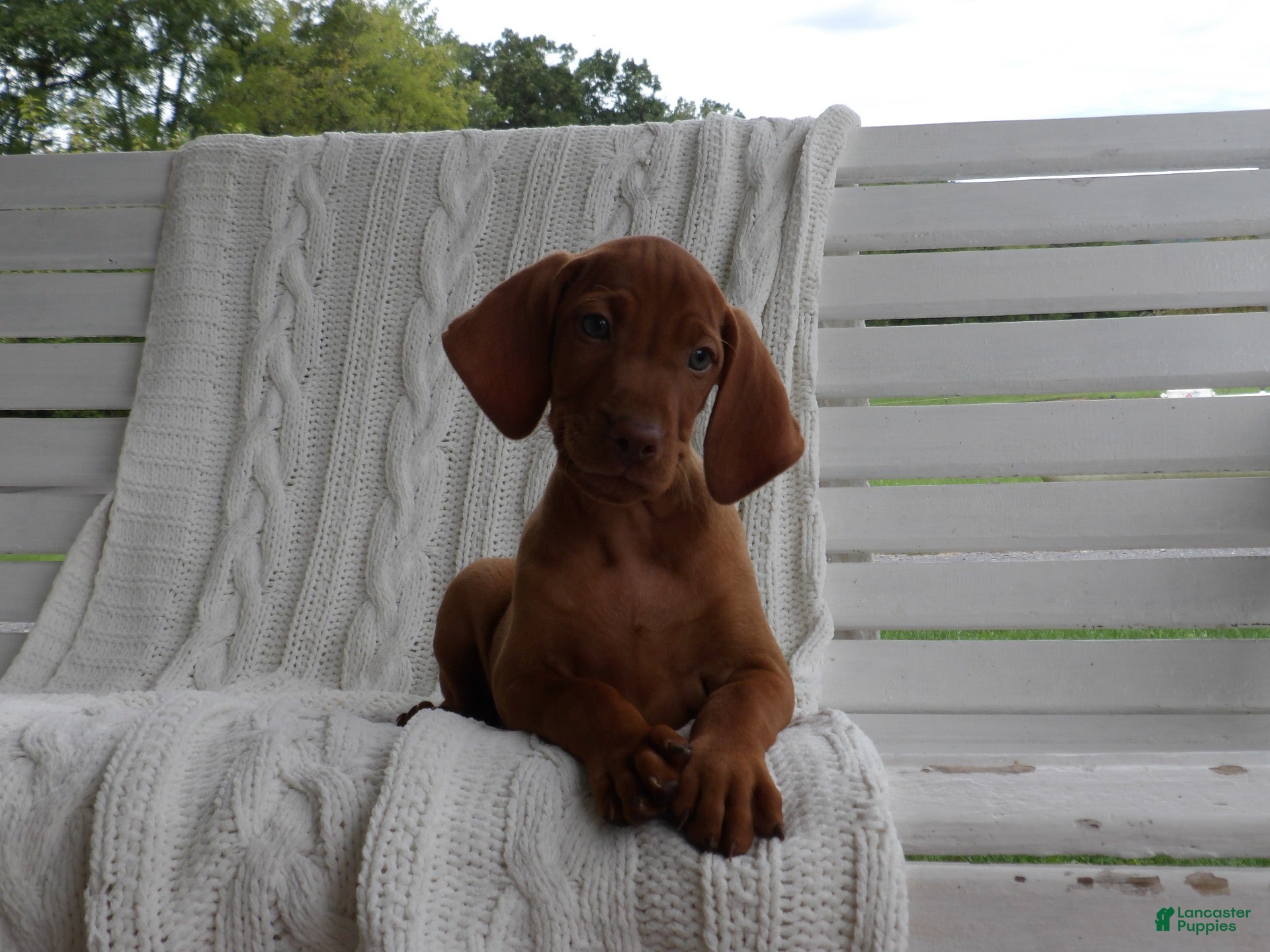 Penny
