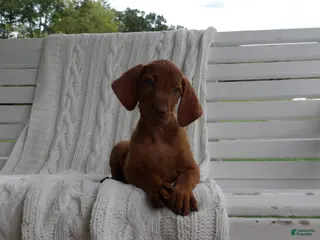Vizsla dogs Penny - Ad 2