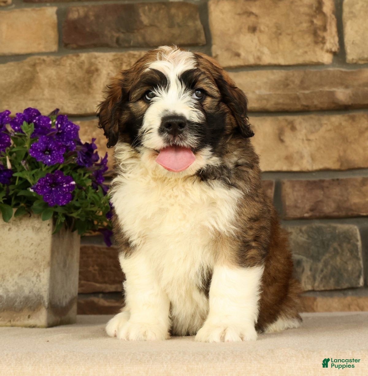 Saint Berdoodles dogs Flash - Ad 1