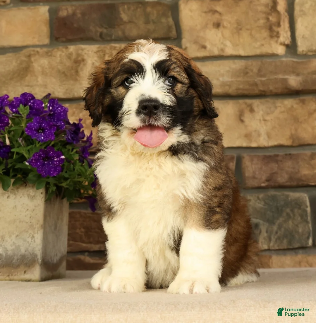 Saint Berdoodles dogs for sale: Flash - Ad 1