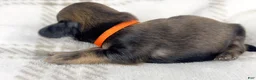 Miniature Dachshund dogs for sale: Frank - Ad 3