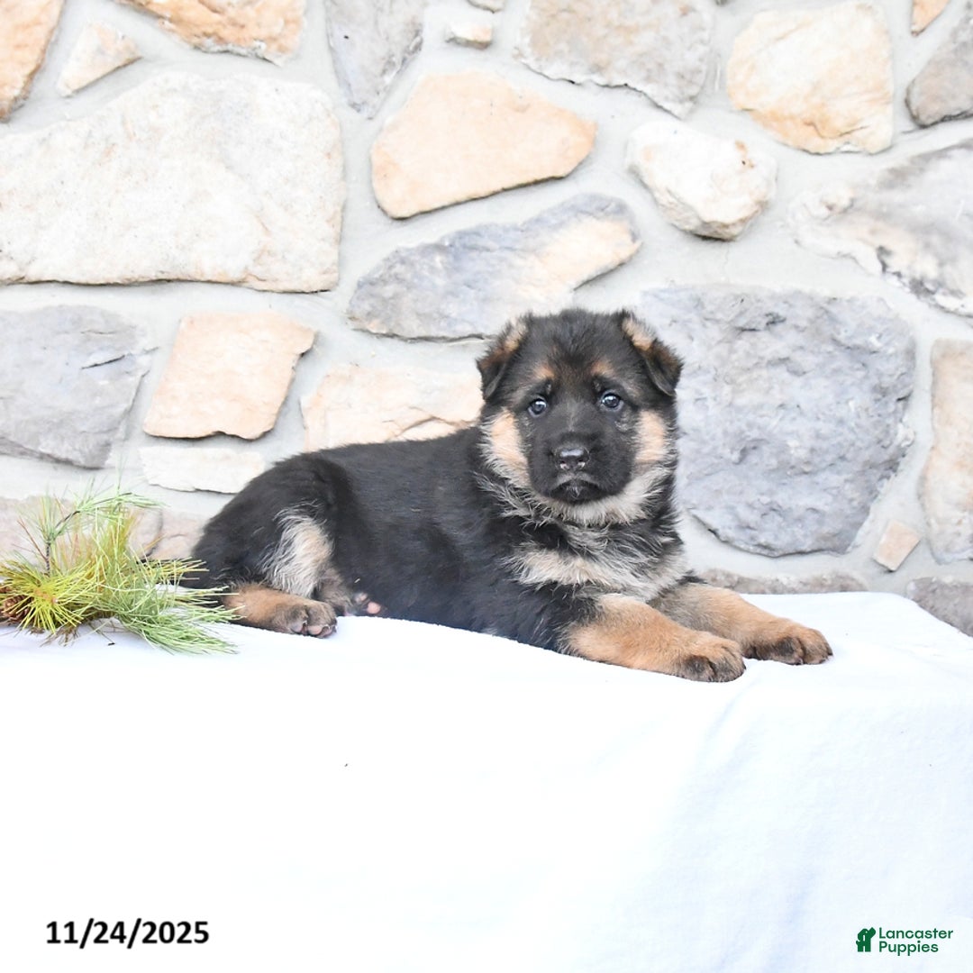 German Shepherd dogs for sale: Cheyenne - Ad 3