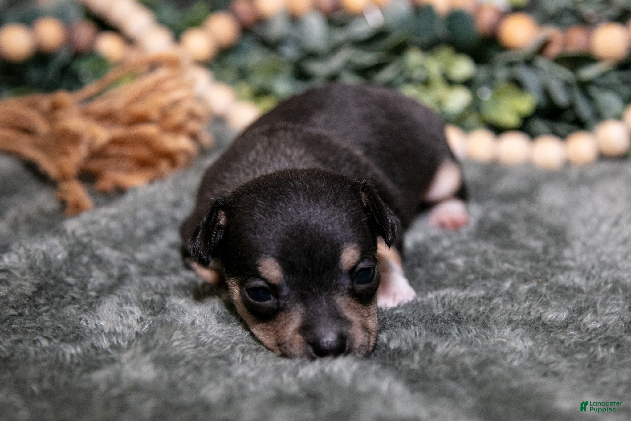 Chihuahua dogs Nova - Ad 1