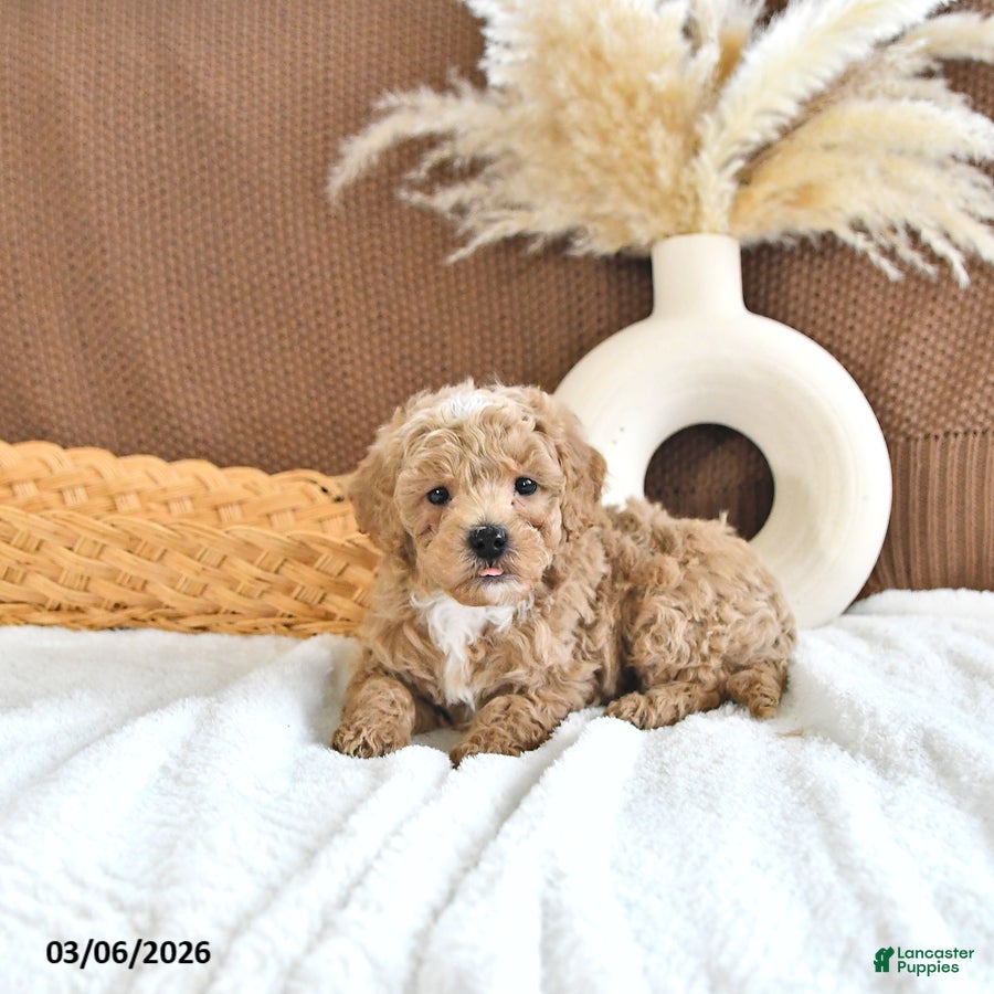 Toy Poodle dogs Lance  - Ad 1