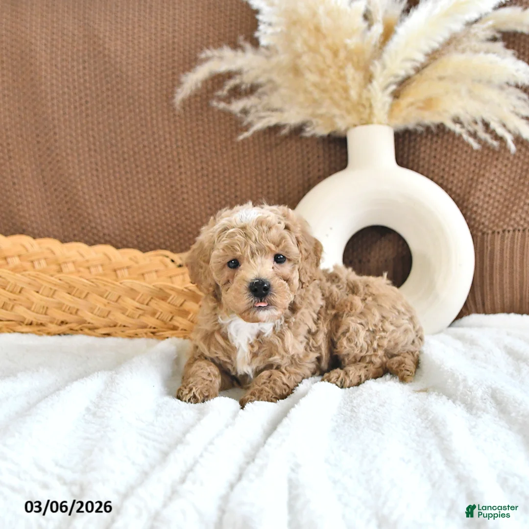 Toy Poodle dogs for sale: Lance  - Ad 1