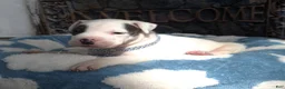 American Bully dogs for sale: "THA ROCK" WHITE WITH MERLE PATCHES - Ad 5