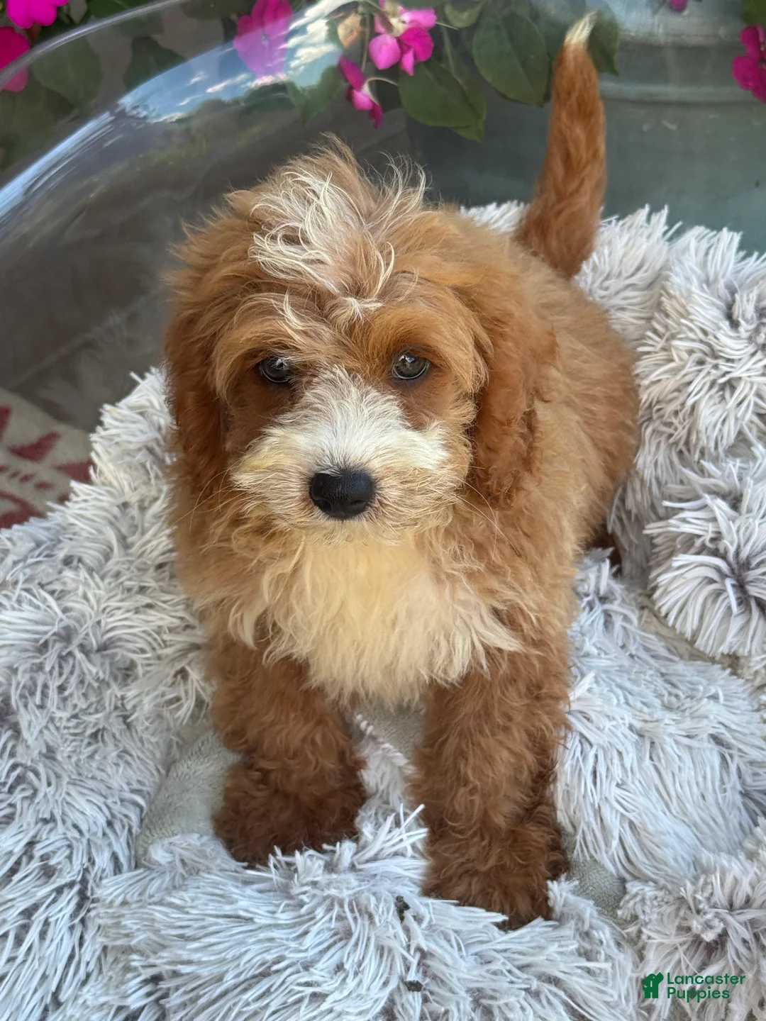Mini Bernedoodle dogs for sale: Beaver - Ad 1