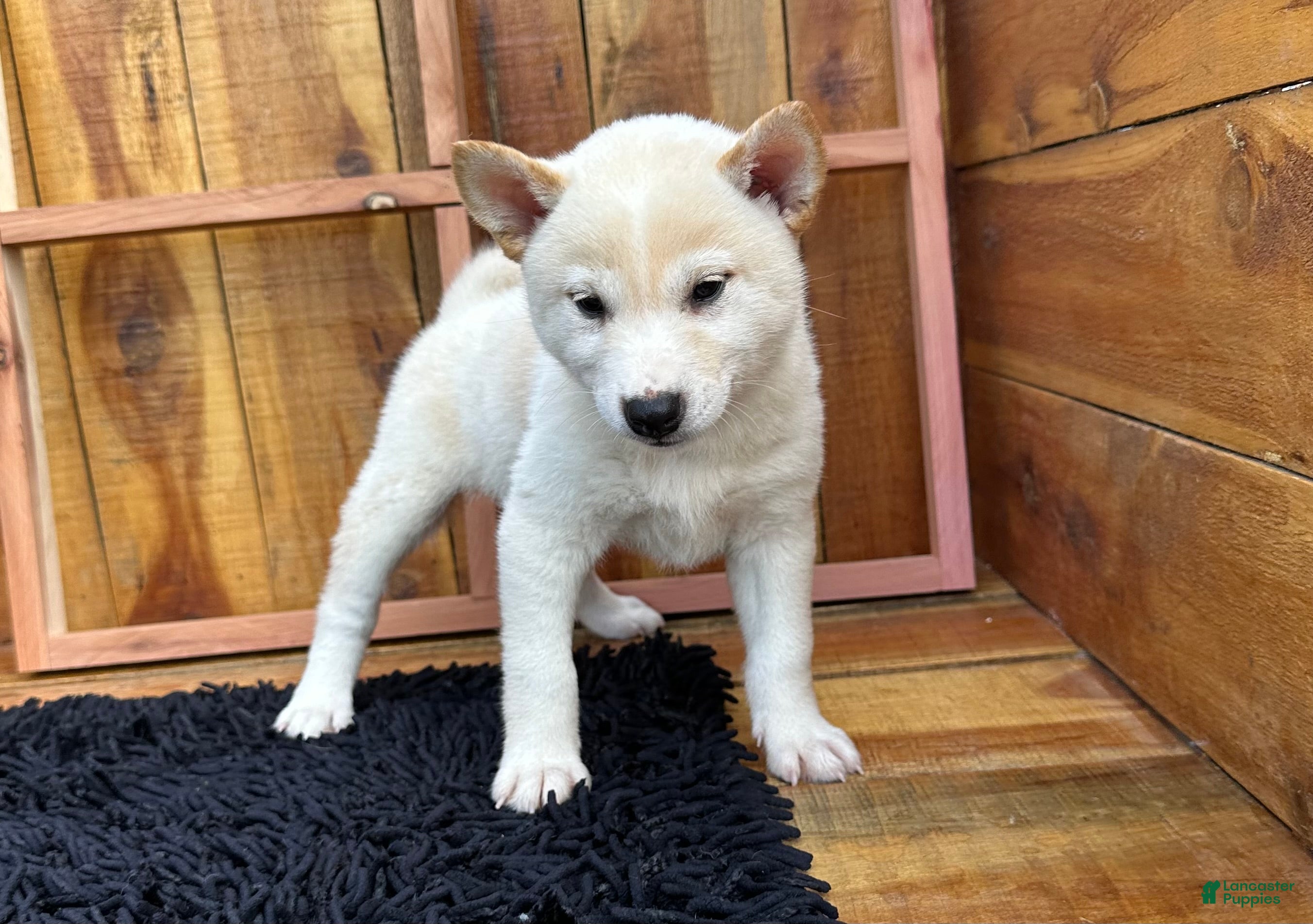 Shiba Inu dogs Shiba Inu Puppy 3 - Ad 1