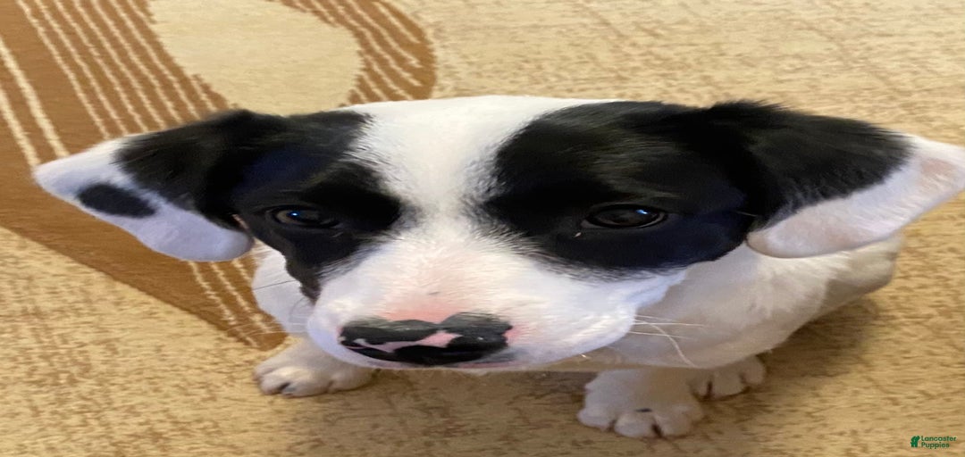 Gallery Image {{count}}