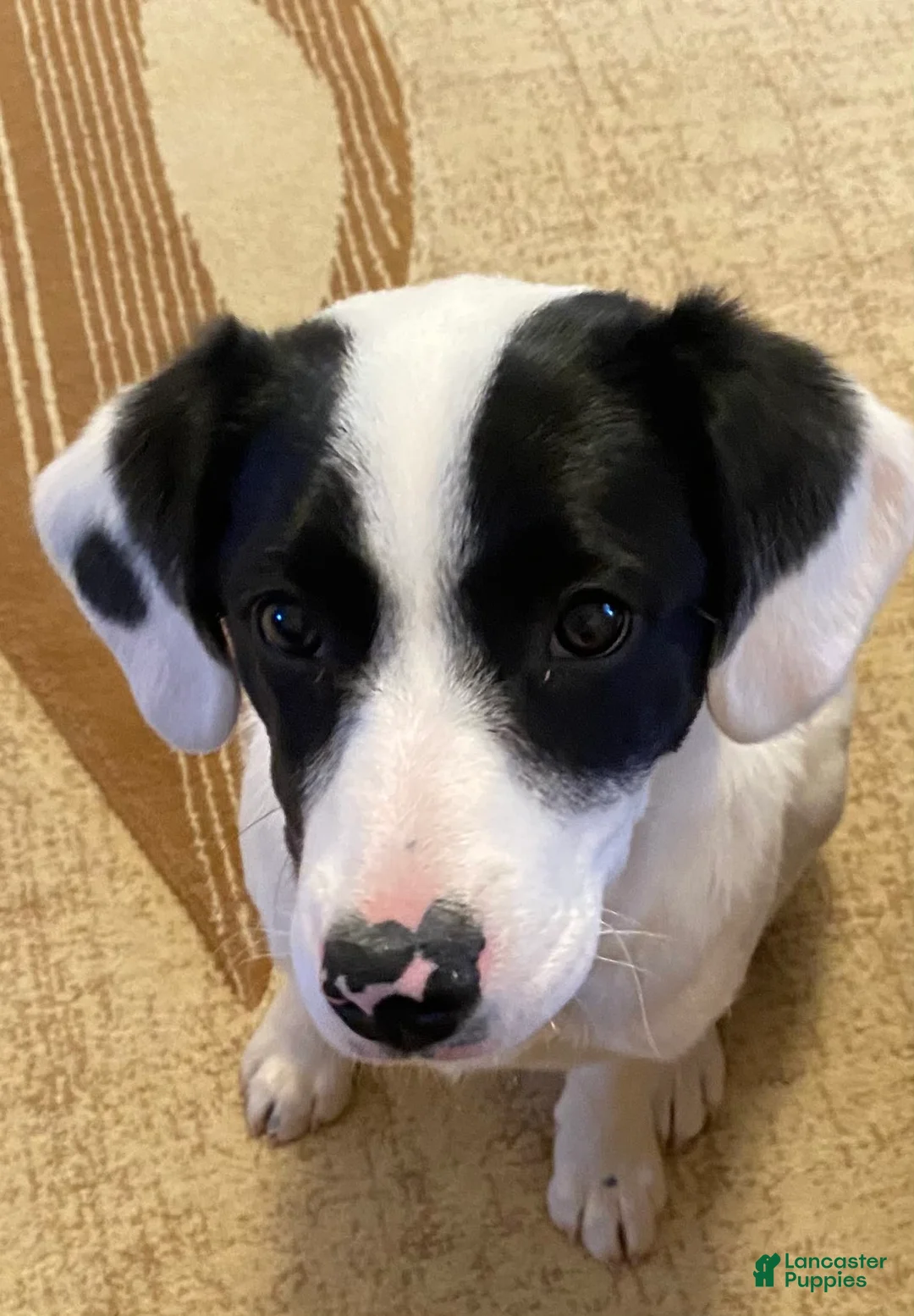 Gallery Image {{count}}