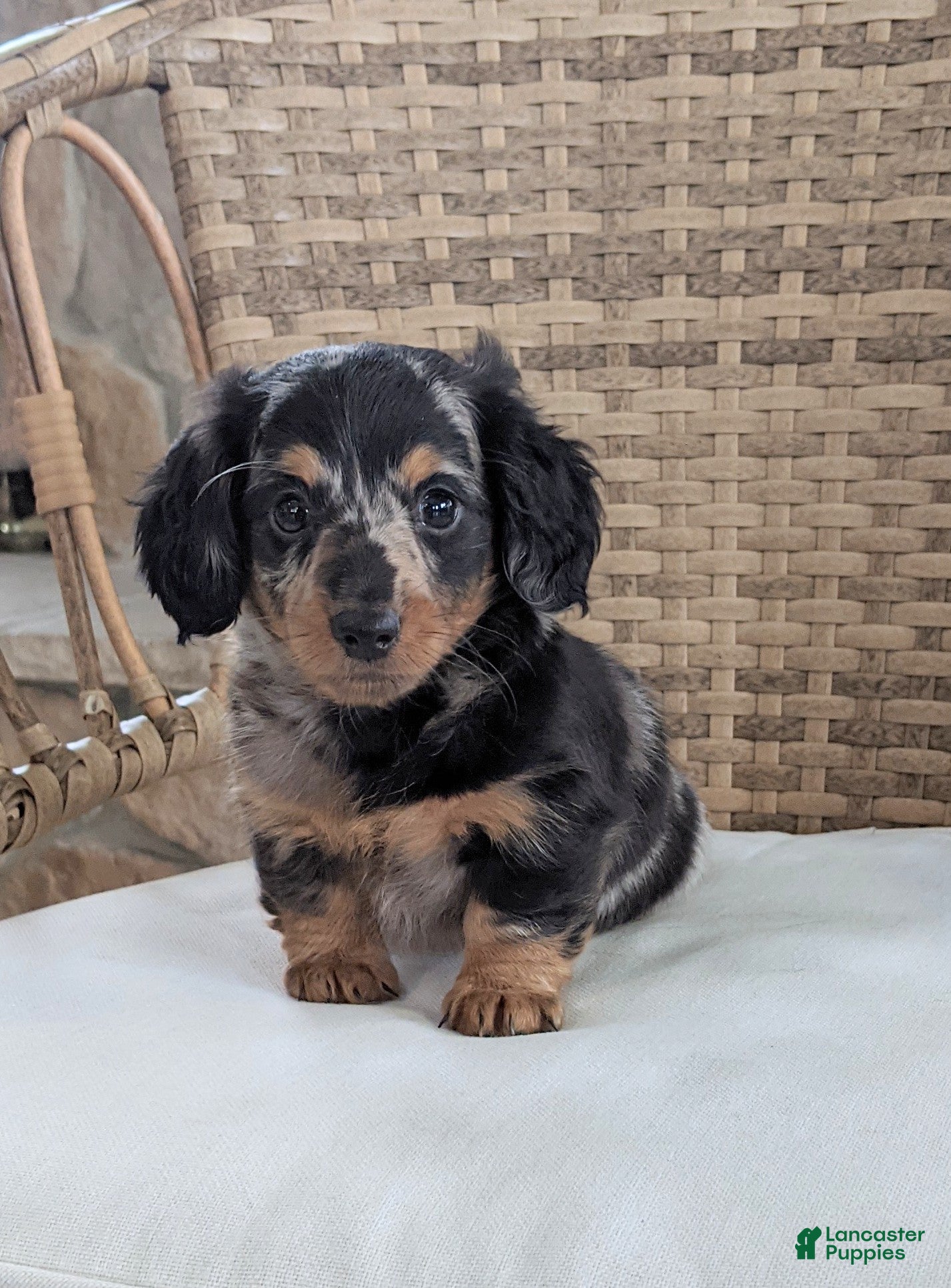 Miniature Dachshund dogs Freddie  - Ad 40