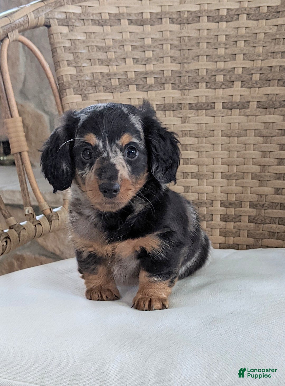 Miniature Dachshund dogs for sale: Freddie  - Ad 1