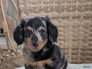 Miniature Dachshund dogs Freddie - Ad 32