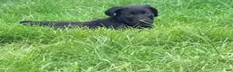 Cane Corso dogs for sale: Cain AKC red collar - Ad 15