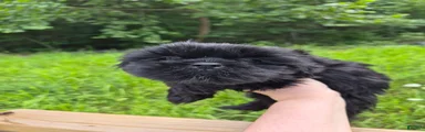 Shih Tzu 2