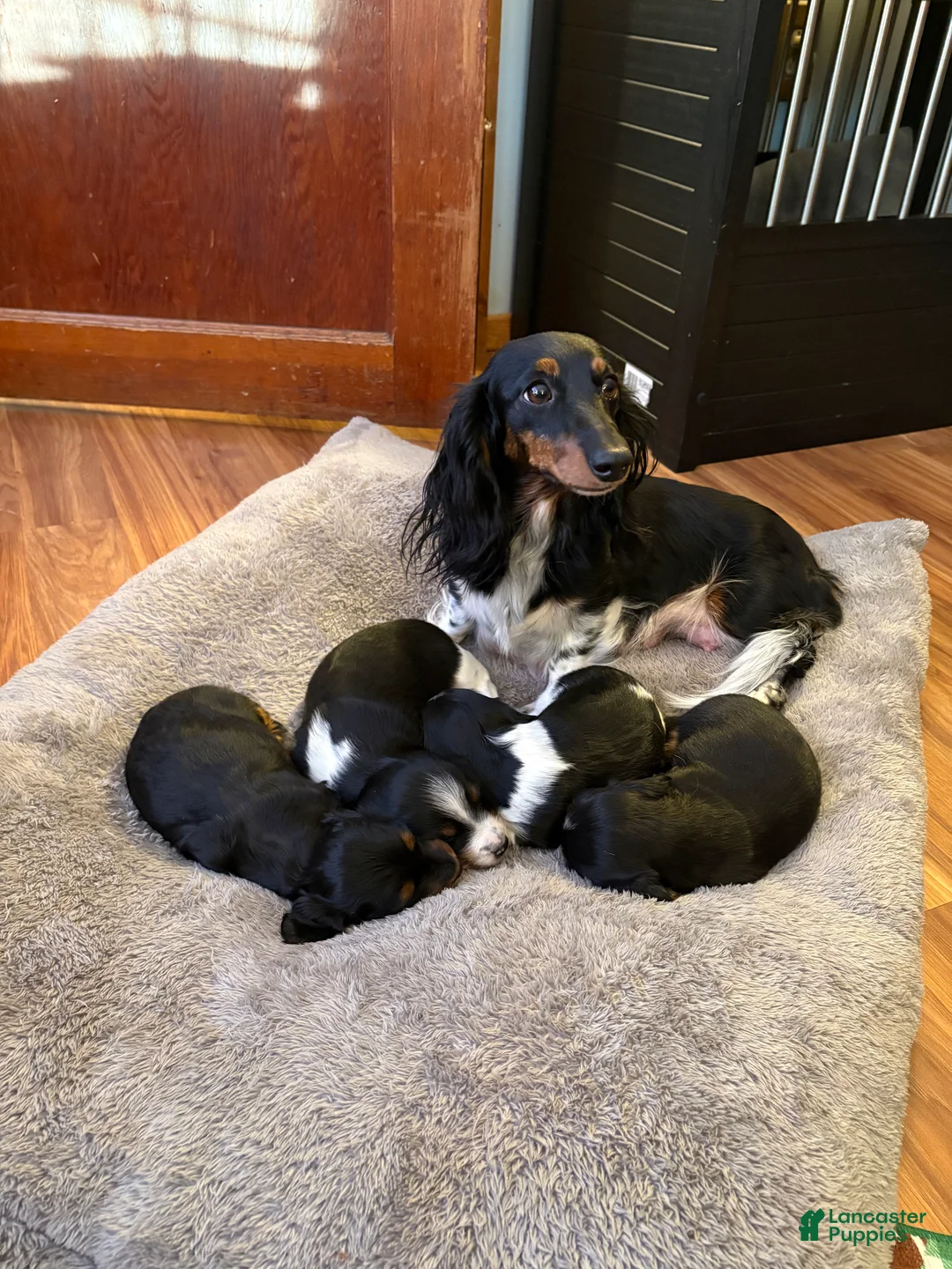 Miniature Dachshund dogs for sale: Waylon - Ad 4