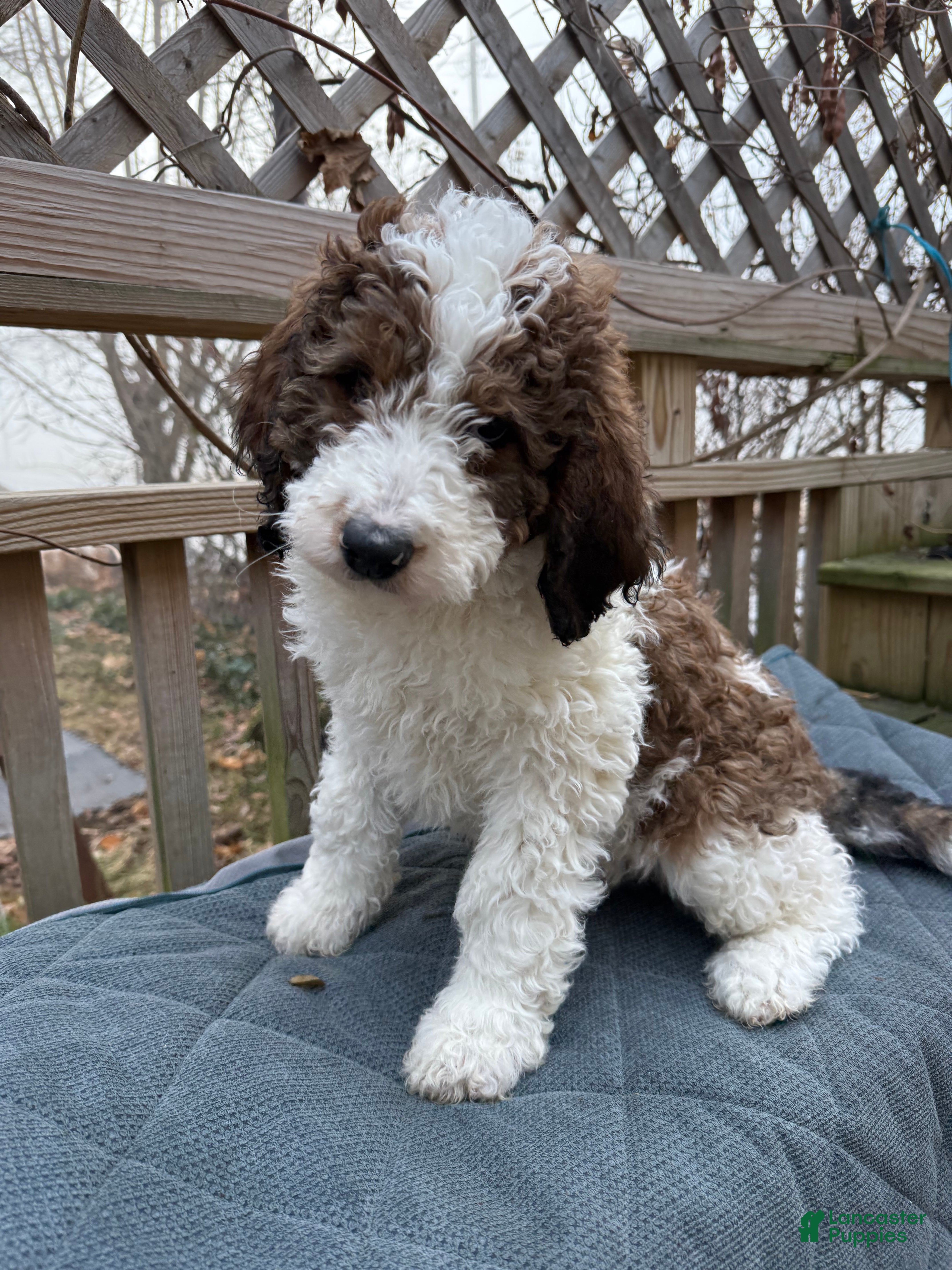 Saint Berdoodles dogs Bella - Ad 19