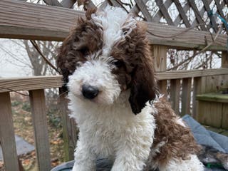 Saint Berdoodles dogs Bella - Ad 1