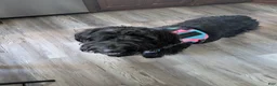 Giant Schnauzer dogs for sale: Giant Schnauzer Puppy 2 Red - Ad 2