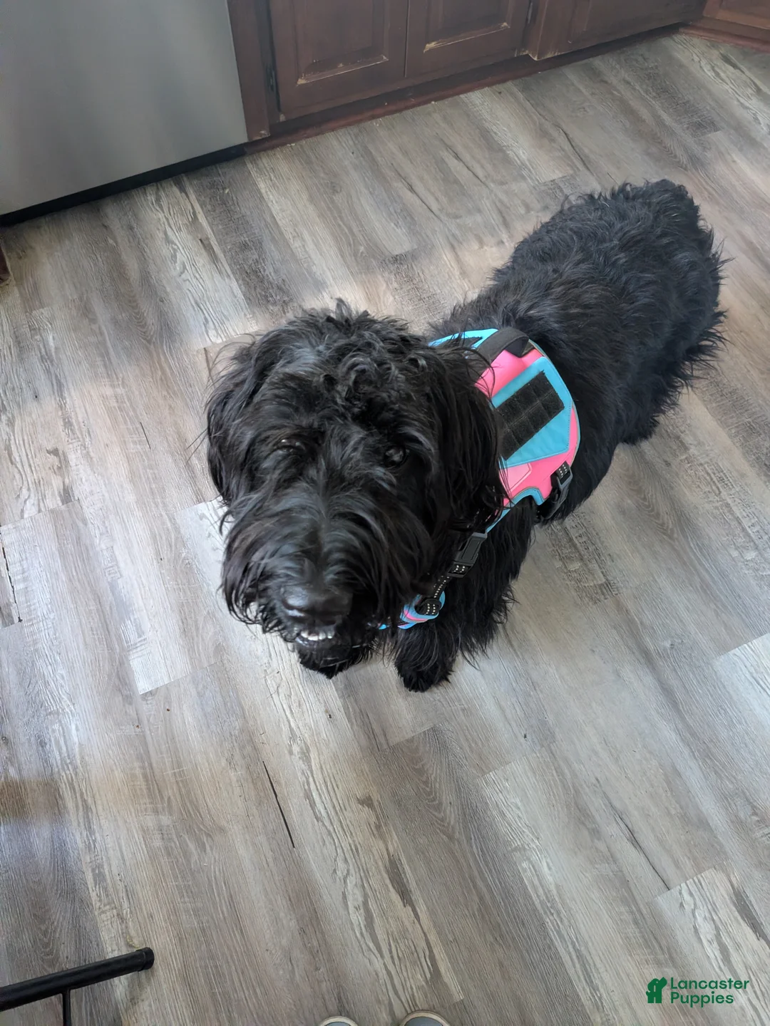 Giant Schnauzer dogs for sale: Giant Schnauzer Puppy 2 Red - Ad 2