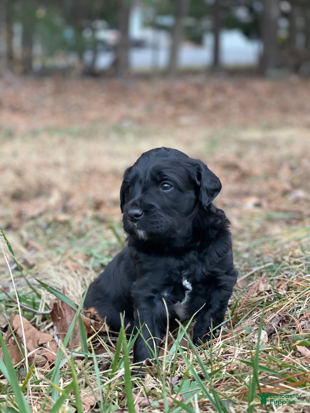 Mixed Breed dogs for sale: Otis - Ad 2