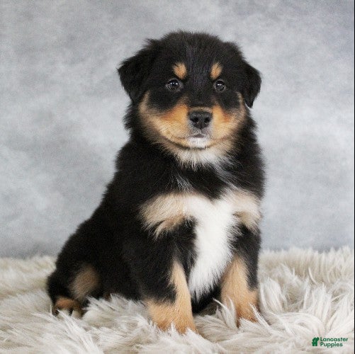 Australian Shepherd dogs Tyler - Ad 29