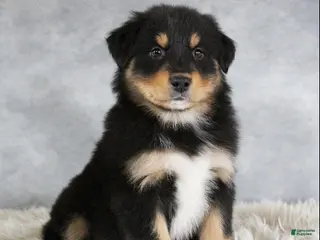 Australian Shepherd dogs Tyler - Ad 40
