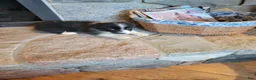 Border Collie dogs for sale: Jesse  - Ad 3