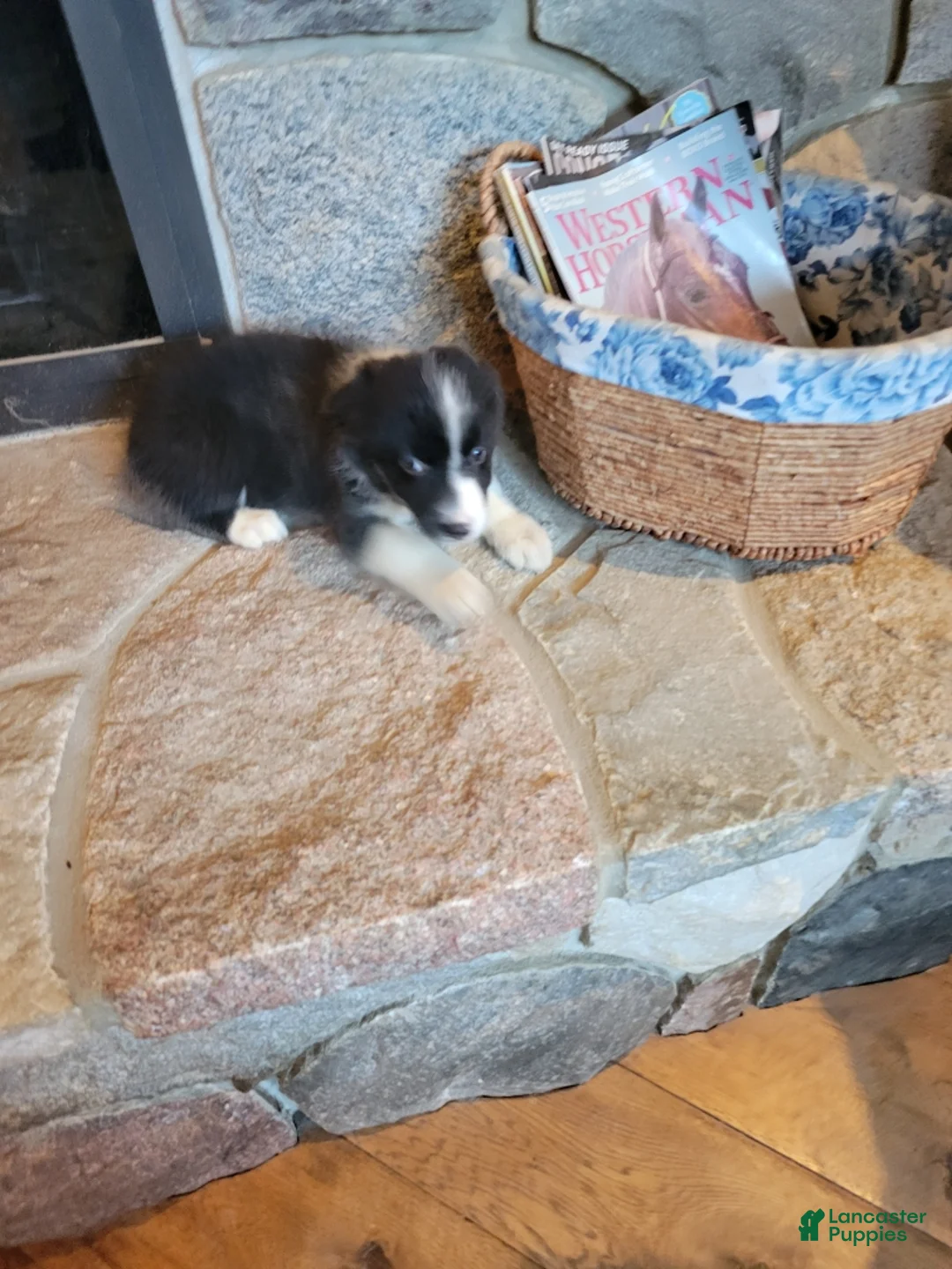 Border Collie dogs for sale: Jesse  - Ad 3