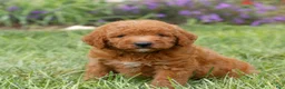 Miniature Labradoodle dogs for sale: Flynn  - Ad 3