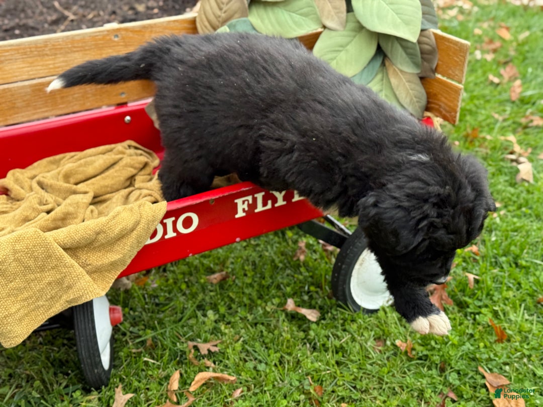 Mixed Breed dogs for sale: Willow - Ad 6