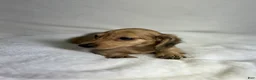 Miniature Dachshund dogs for sale: Daisy - Ad 6