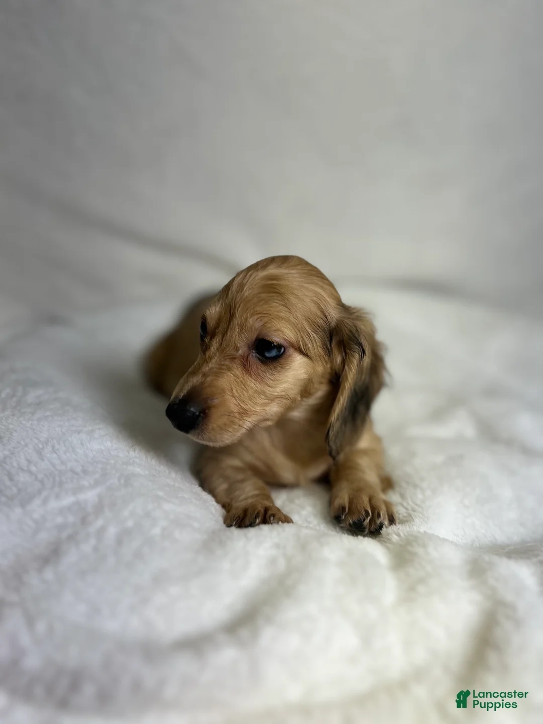 Miniature Dachshund dogs for sale: Daisy - Ad 6