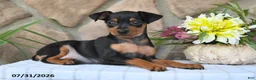 Miniature Pinscher dogs for sale: Cindy - Ad 3