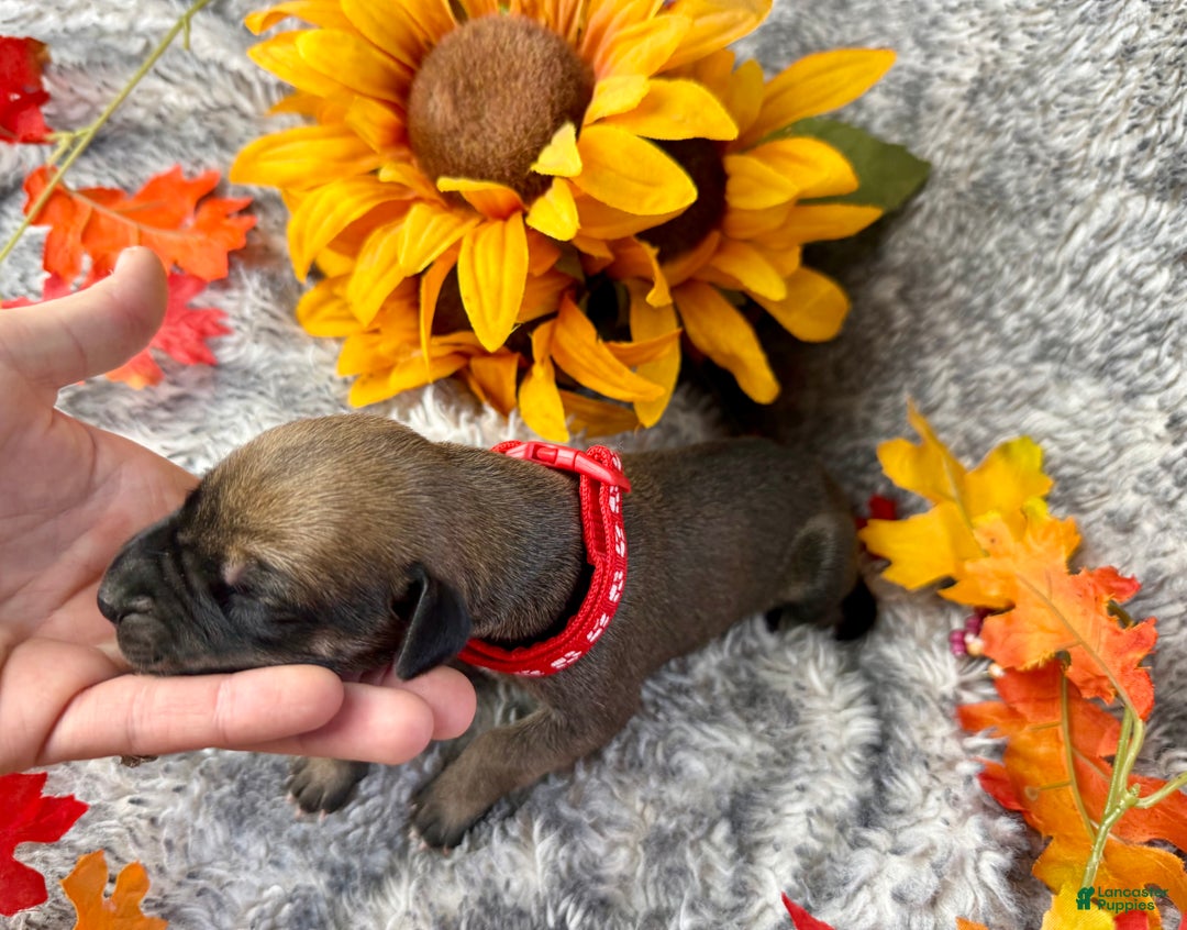 Great Dane dogs for sale: Professor Snape - Ad 7