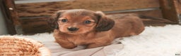 Miniature Dachshund dogs for sale: Gingerbread - Ad 10