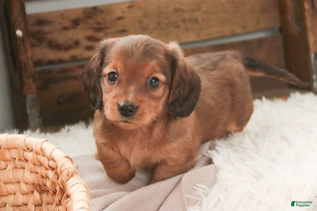 Miniature Dachshund dogs for sale: Gingerbread - Ad 10