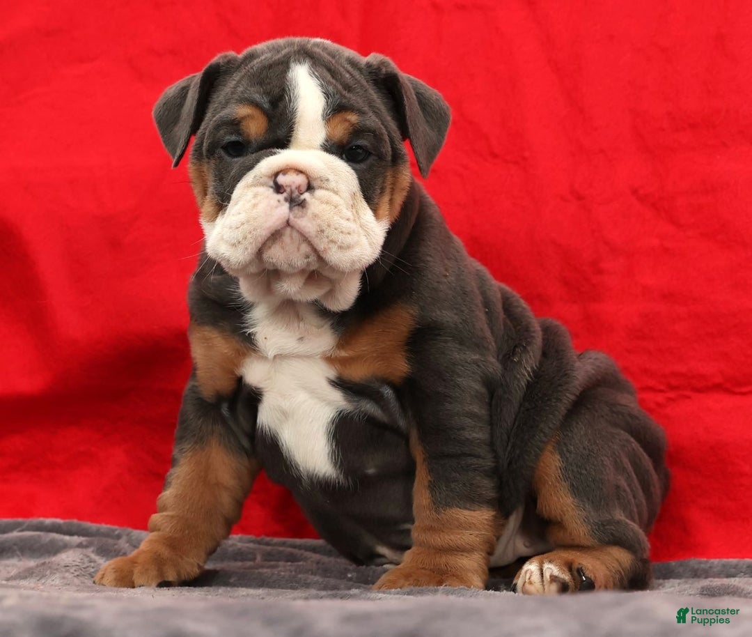 English Bulldog dogs for sale: Sierra - Ad 2