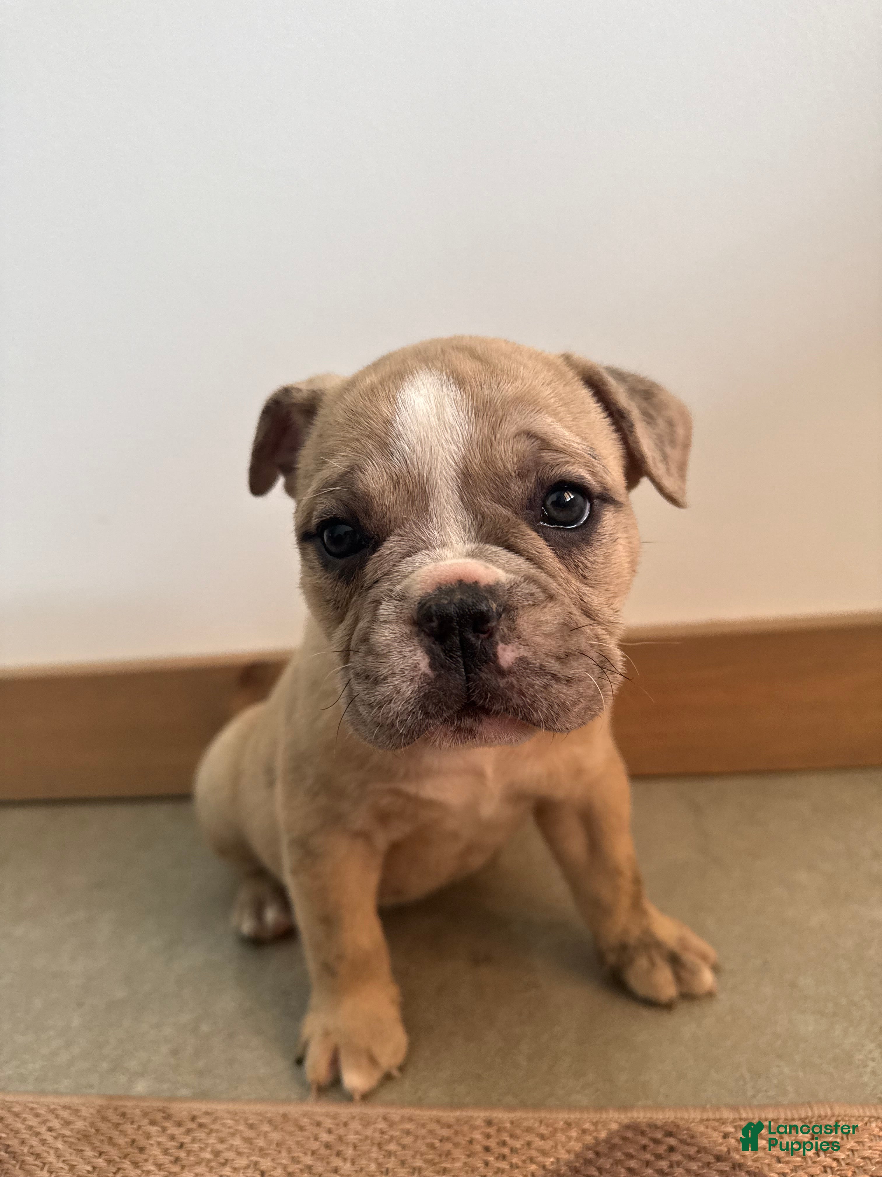 Olde English Bulldogge dogs Olde English Bulldogge 2 - Ad 38