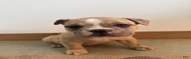Olde English Bulldogge 2