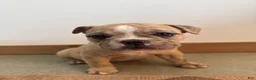 Olde English Bulldogge dogs for sale: Olde English Bulldogge 2 - Ad 1