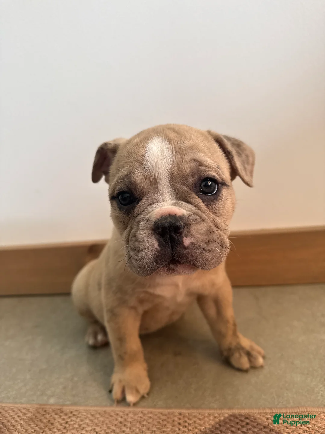 Olde English Bulldogge dogs for sale: Olde English Bulldogge 2 - Ad 1