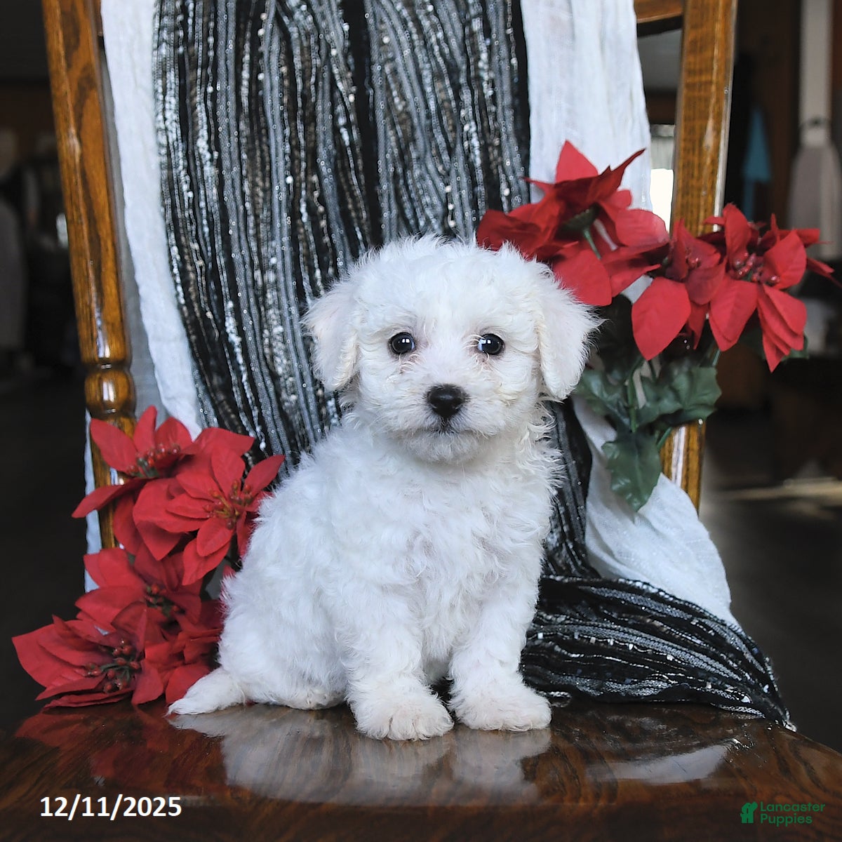 Bichon Frise dogs Diamond - Ad 10