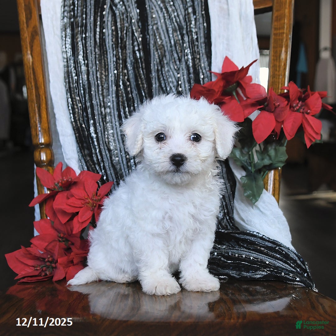 Bichon Frise dogs for sale: Diamond - Ad 1