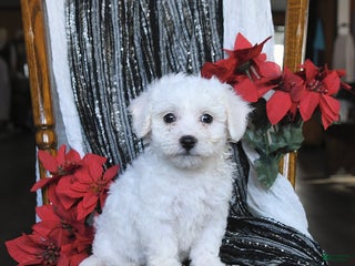 Bichon Frise dogs Diamond - Ad 8