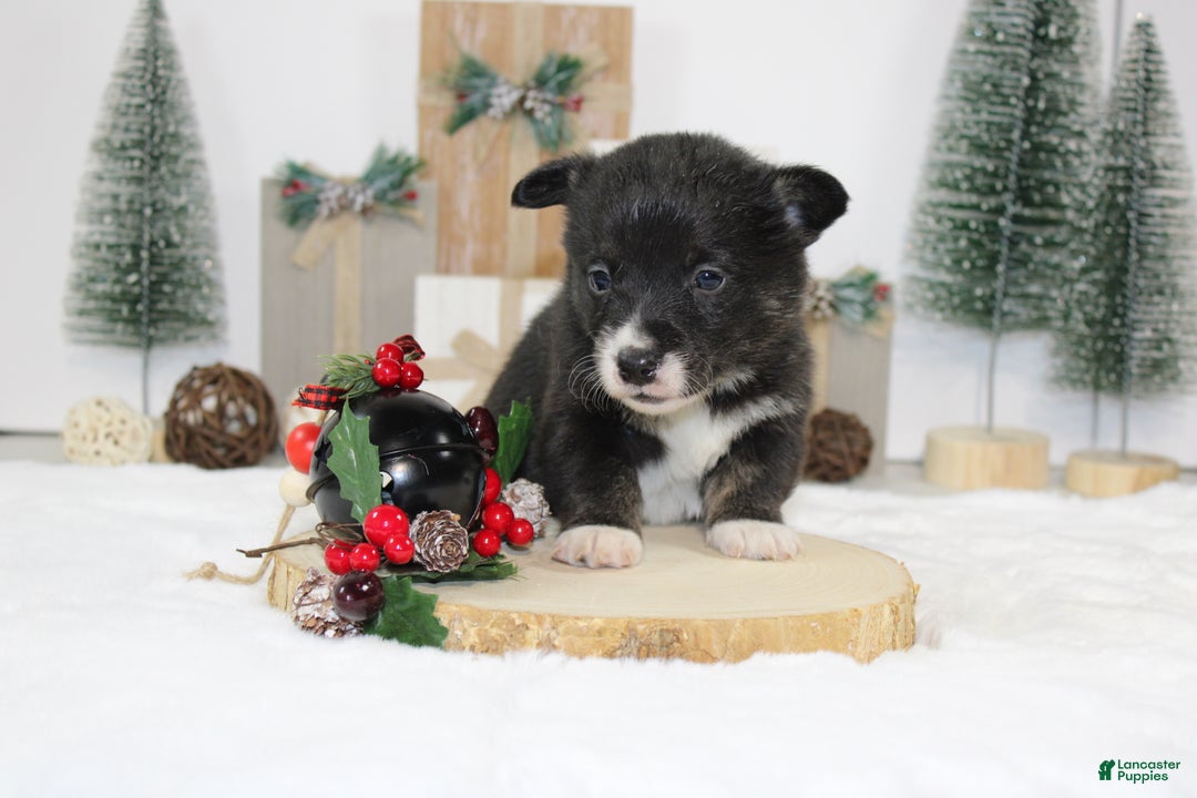 Welsh Corgi Pembroke dogs for sale: Connie - Ad 5