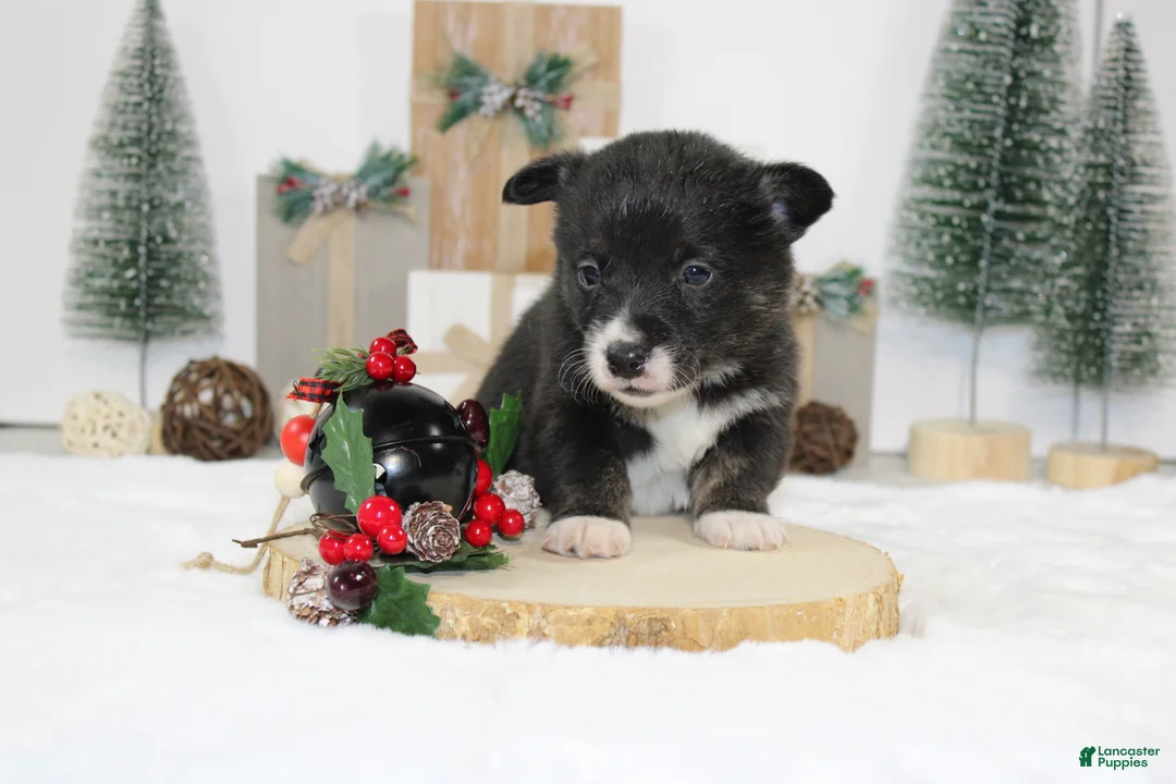 Welsh Corgi Pembroke dogs for sale: Buddy - Ad 9