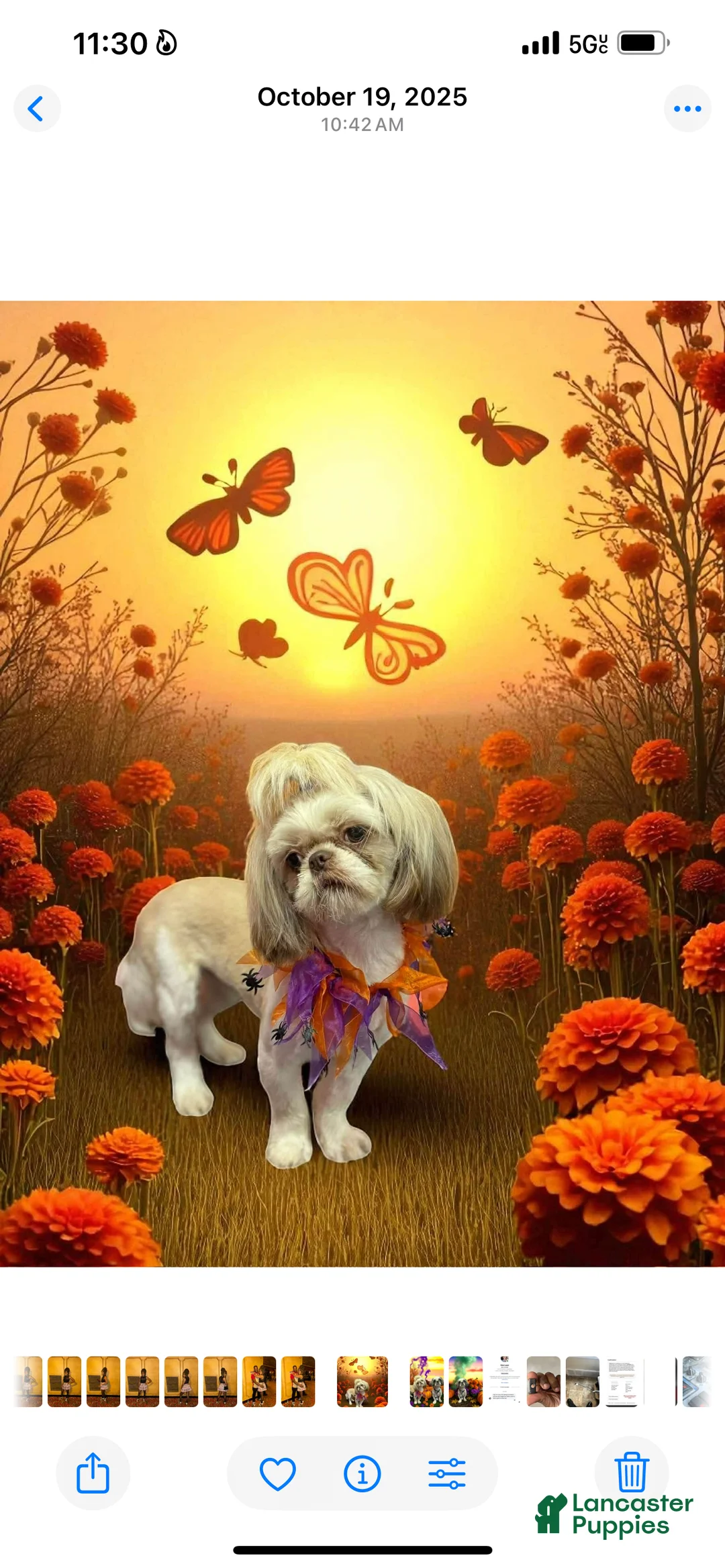 Shih Tzu dogs for sale: Sandy - Ad 2