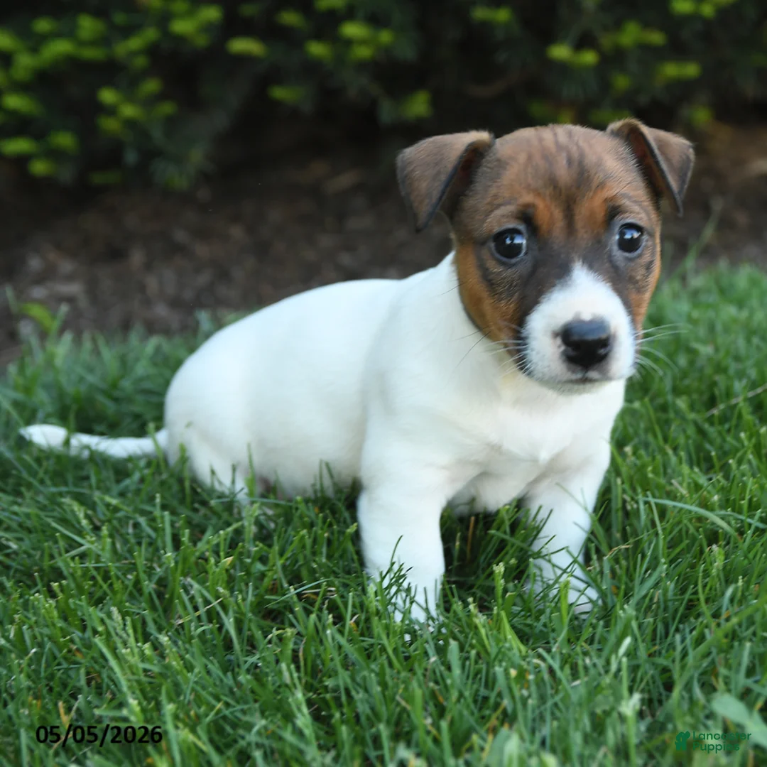 Jack Russell Terrier dogs for sale: Willow - Ad 2